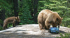 Bear Vault Food Container Bear Vault Food Container